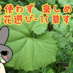 草相撲の遊び方を写真付きで紹介（オオバコ・シロツメクサ・松の葉・カタバミ）