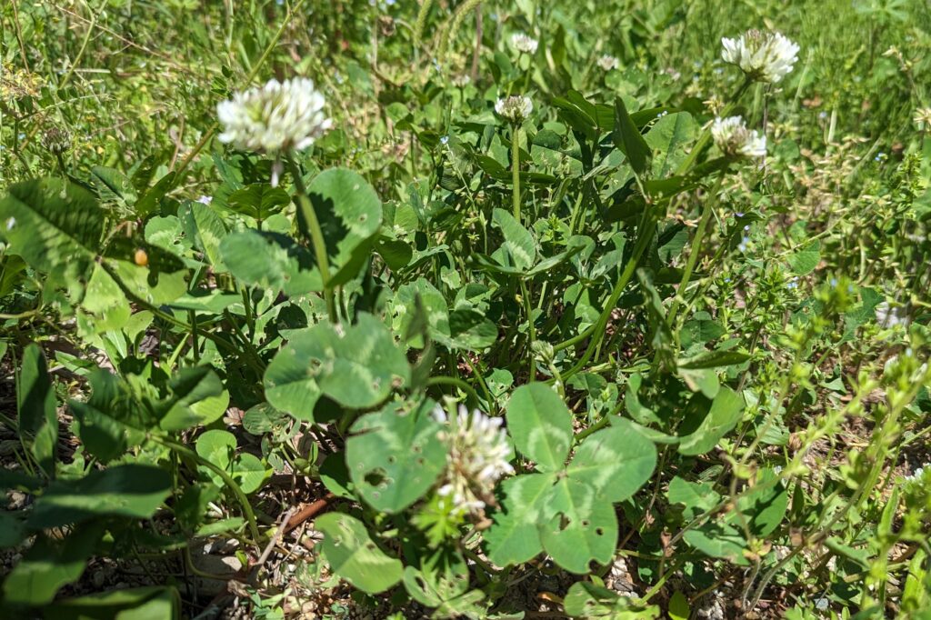 シロツメクサを使った草相撲の写真