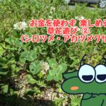 シロツメクサの遊び方を4つ画像付きで紹介！花鉄砲・ネックレス・花冠・押し花