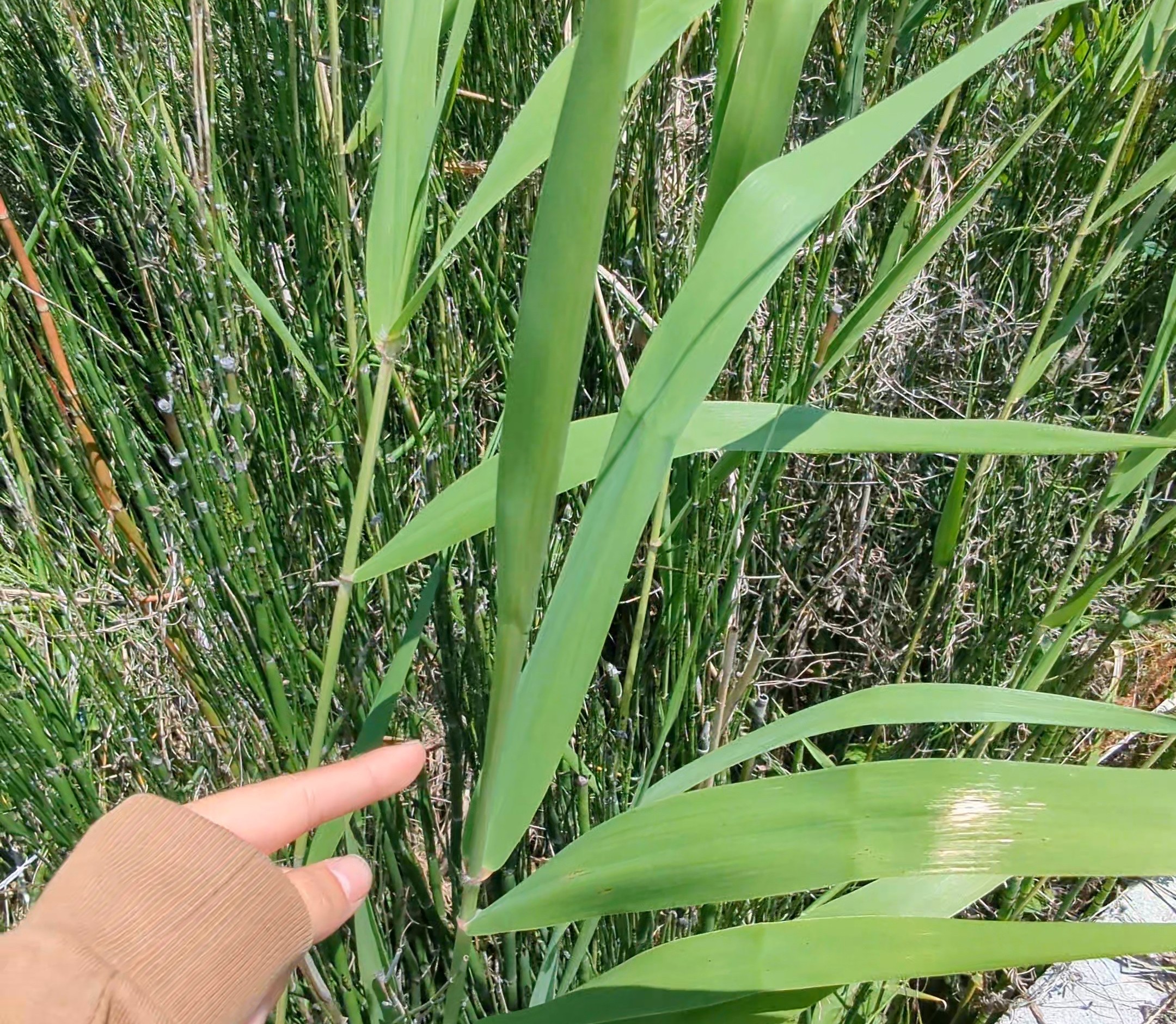 葉で手を切らないよう注意