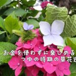 ハルジオン・エノコログサ ・紫陽花を使った遊び方（あっかんべー・イモムシ・草うさぎ・大きさ比べ・葉カエル）作り方・遊び方を画像付きで紹介