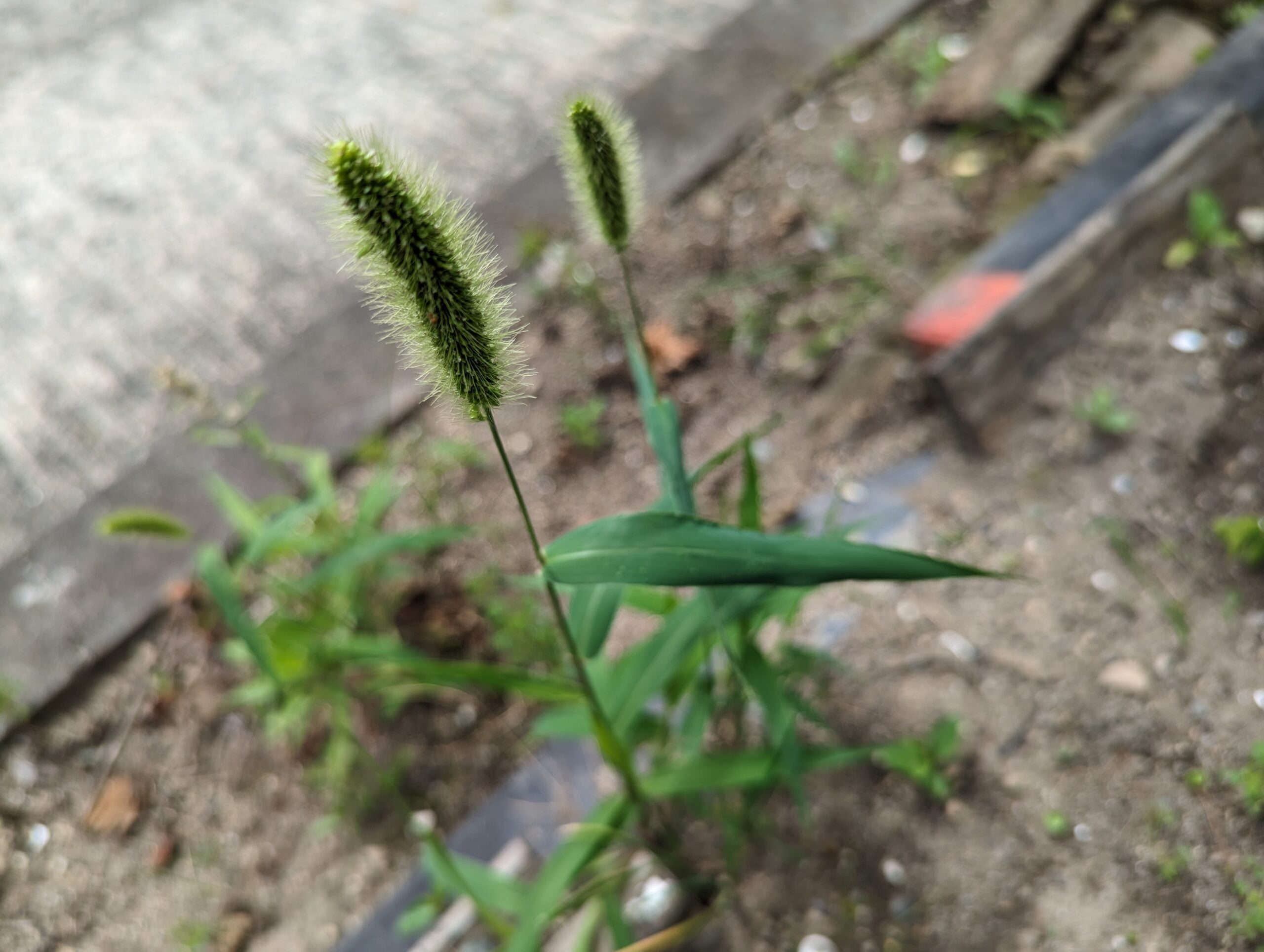Green Foxtail