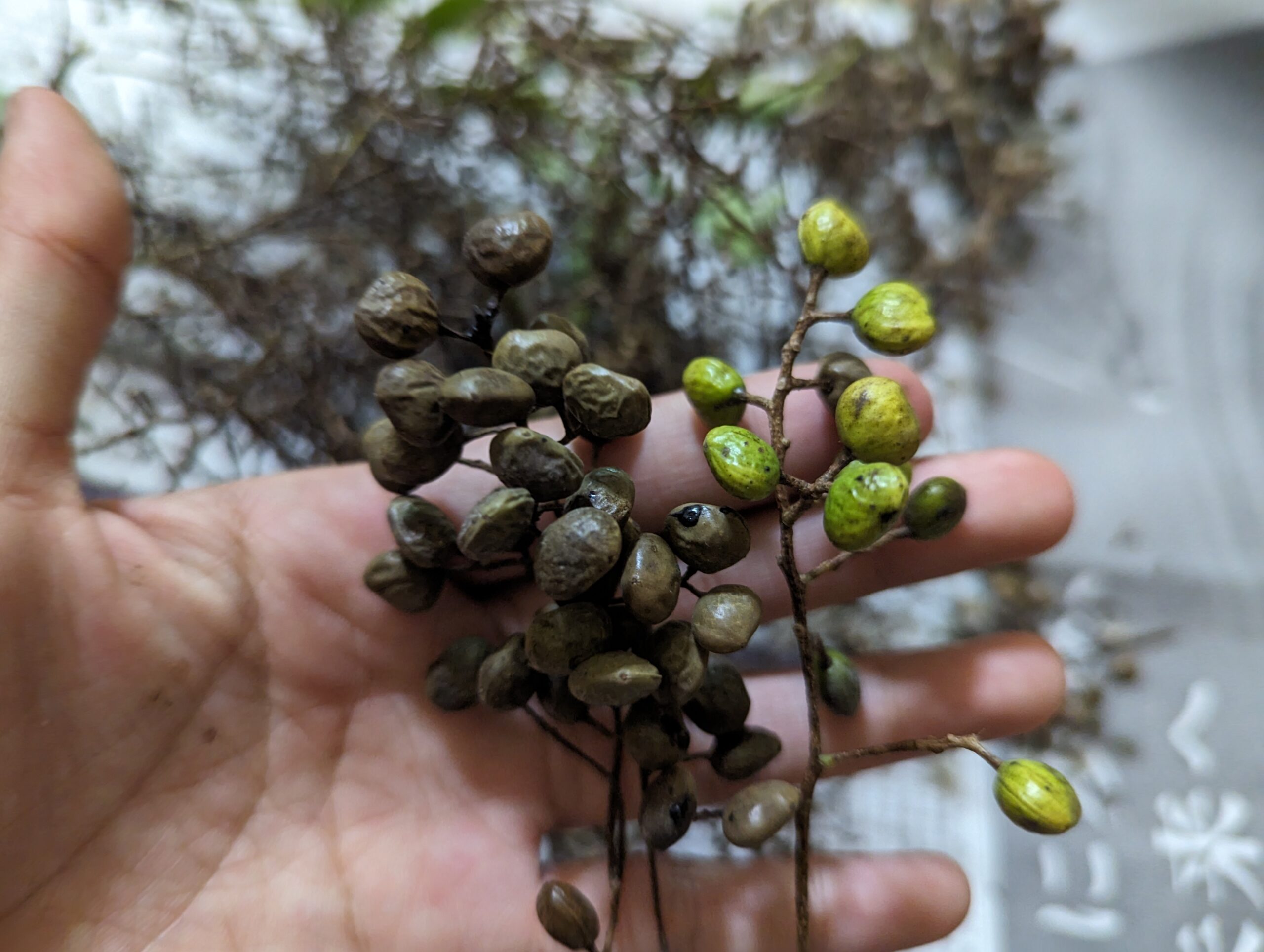 地面に落ちたハゼの実