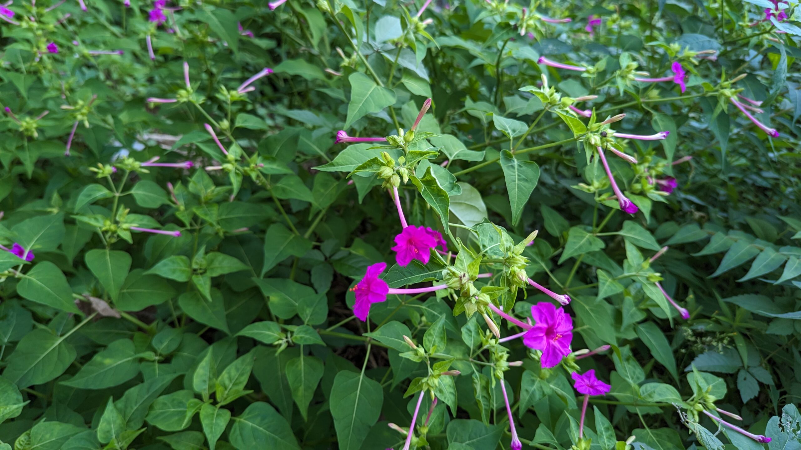 色鮮やかなオシロイバナの花