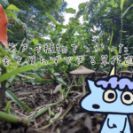 秋の草遊び(笹団子・笹舟・草手裏剣・パラーシュートなど 全7種)を写真付きで紹介！