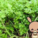 ヨモギという名の万能薬 を子供と使い倒してみた件！！(料理・消毒液・温泉など)