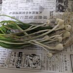 ノビル という名の 野生のネギを半信半疑で食べてみたら普通のネギだった件 ノビル という名の 野生のネギを半信半疑で食べてみたら普通のネギだった件