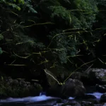 蛍を見るときの注意点ガイド 🌟 自然と安全に配慮して楽しもう