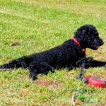 Paws & Tents: The Ultimate Guide to Camping with Your Dog in Japan
