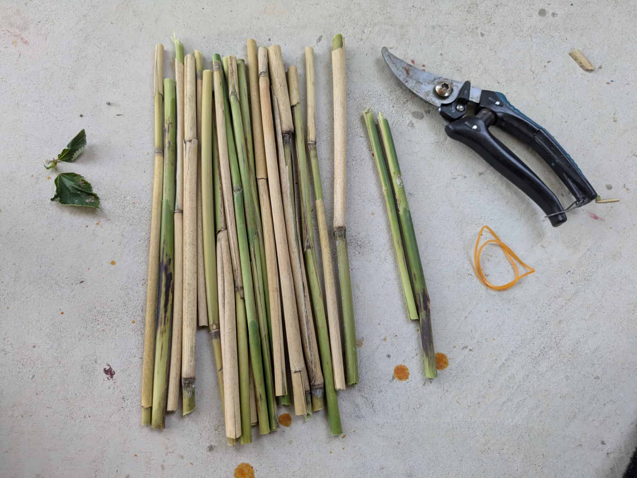 カットしたヨシと輪ゴム