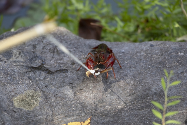 木の枝とタコ糸で作ったザリガニ釣り竿