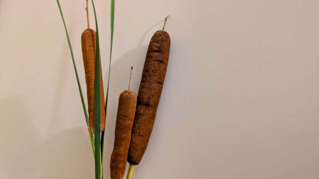 【親子でDIY】ガマの穂が最強の着火剤に！夏休みの自由研究＆オリジナルキャンプギア作り