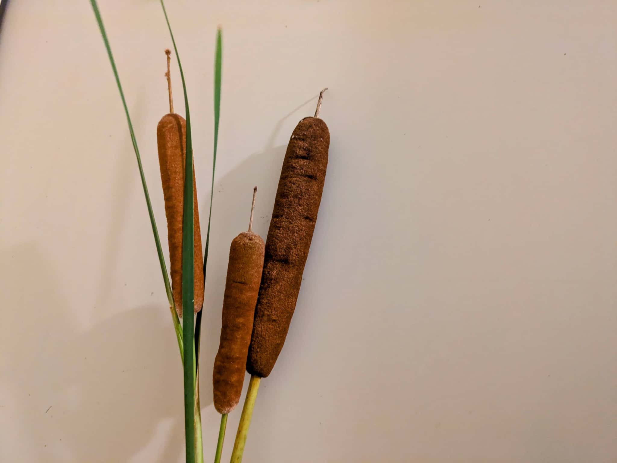 乾燥した茶色いガマの穂