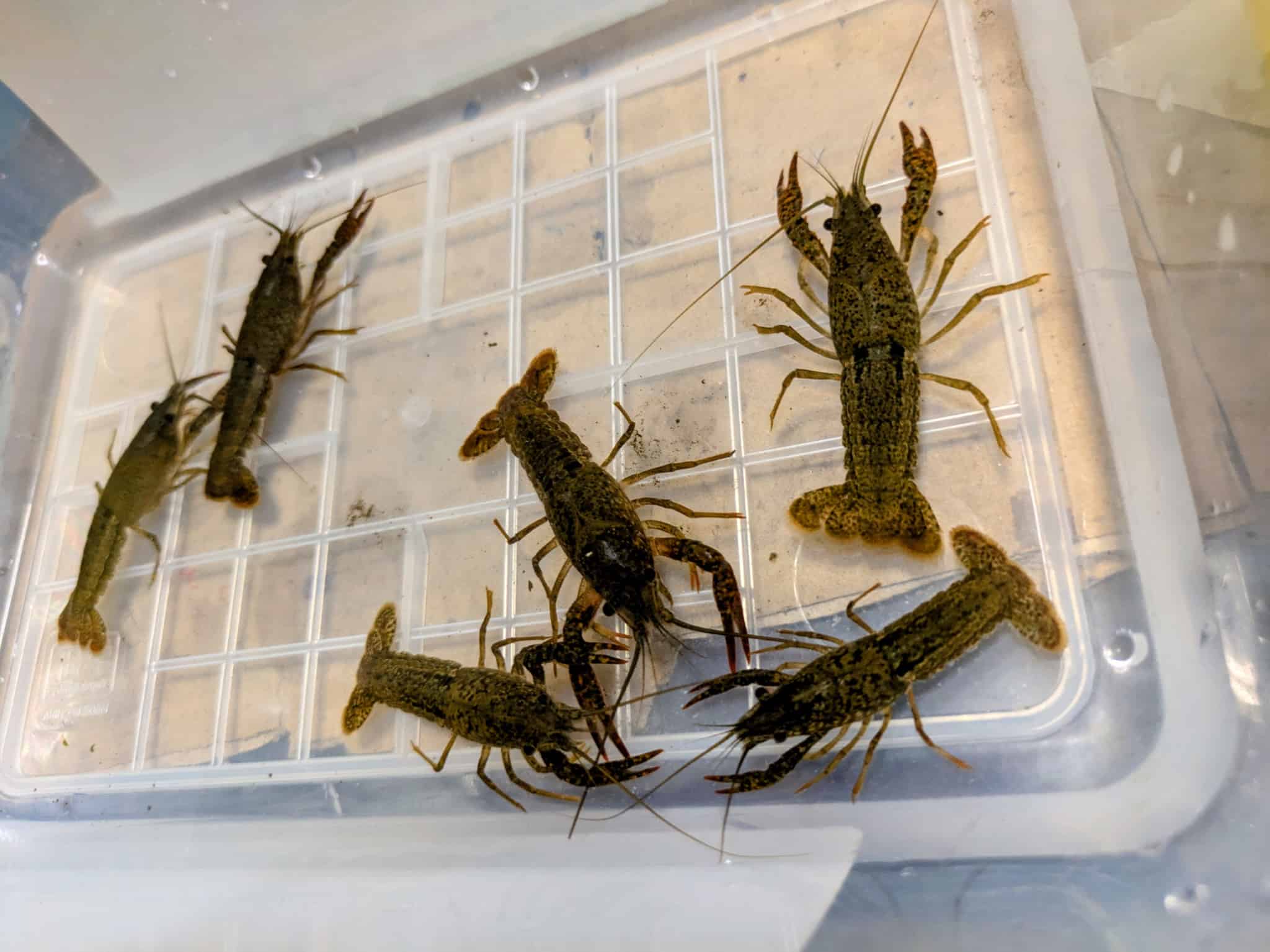 罠で捕れたザリガニ