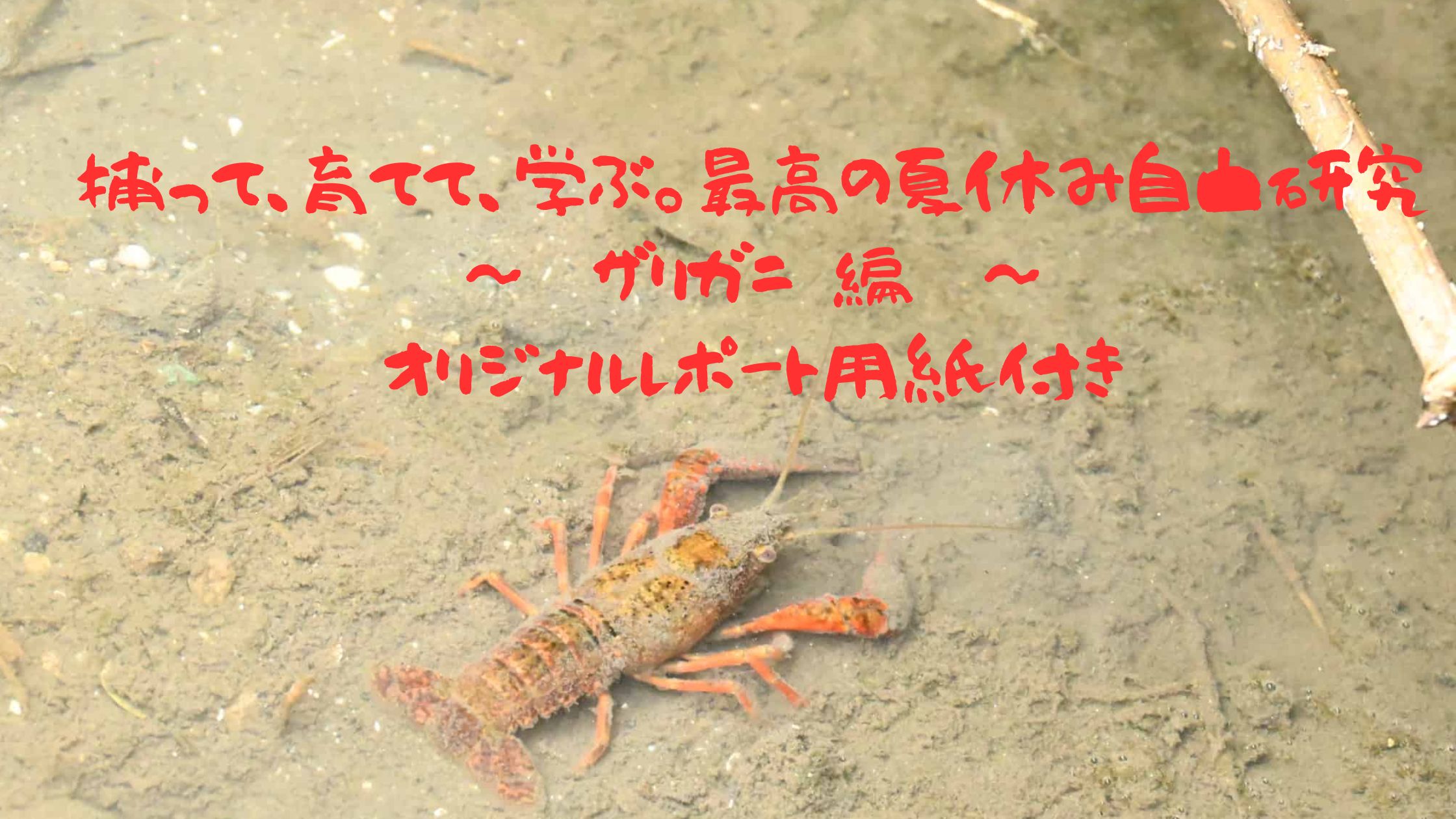キミもザリガニハンター！捕獲から飼育まで【夏の冒険完全ガイド】