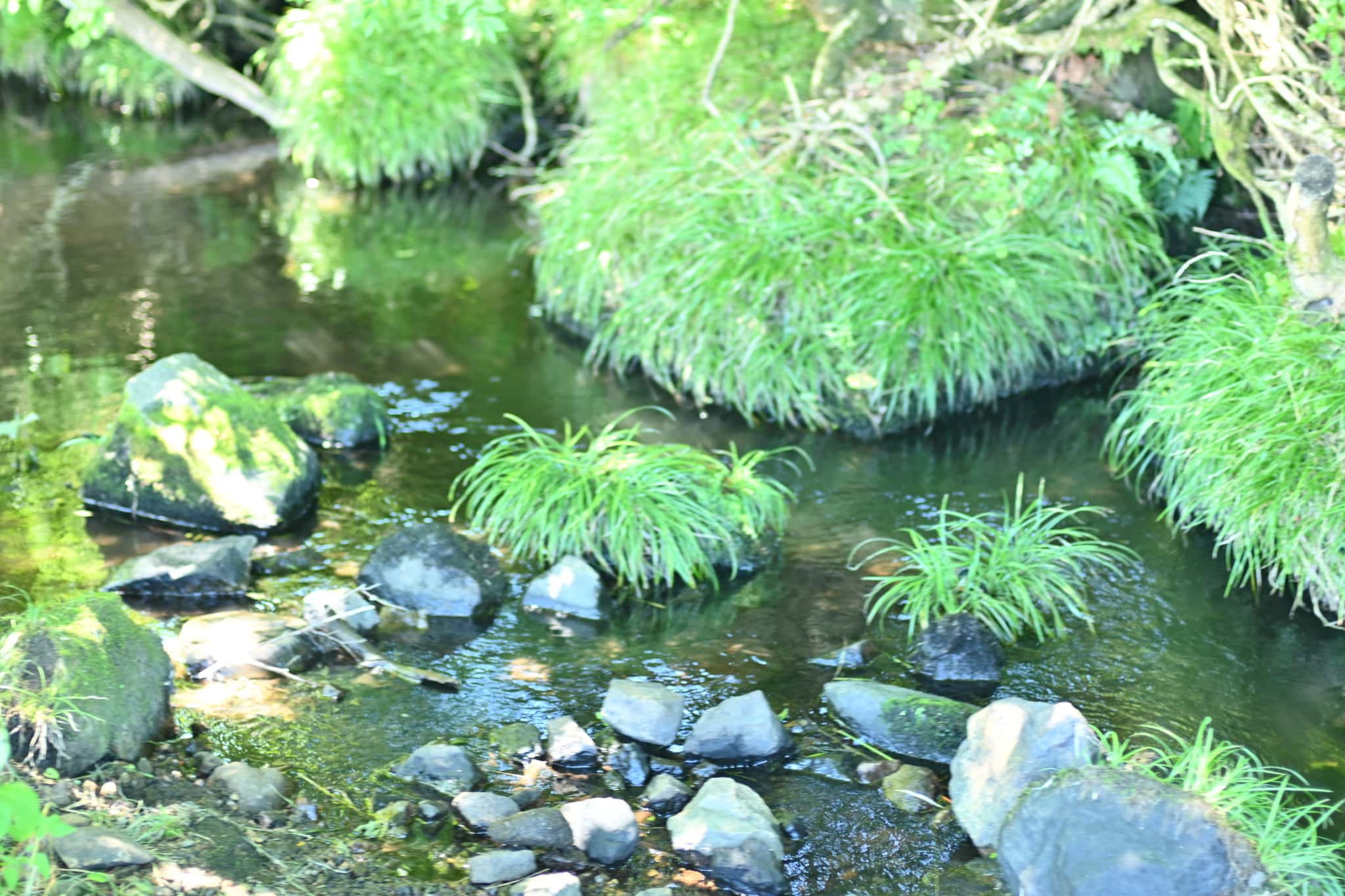キャンプ場横の小川で水遊び