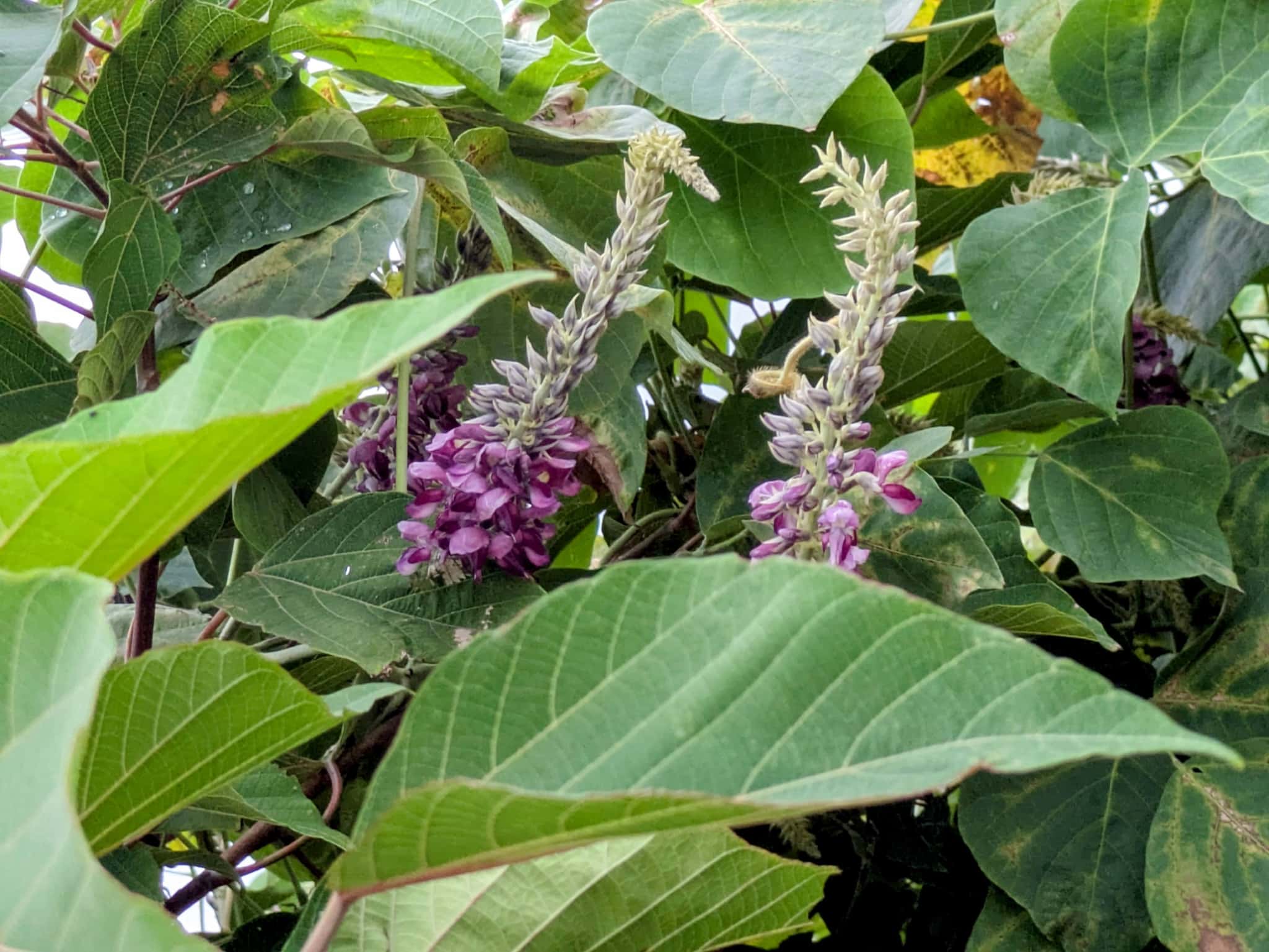 Kudzu Flower