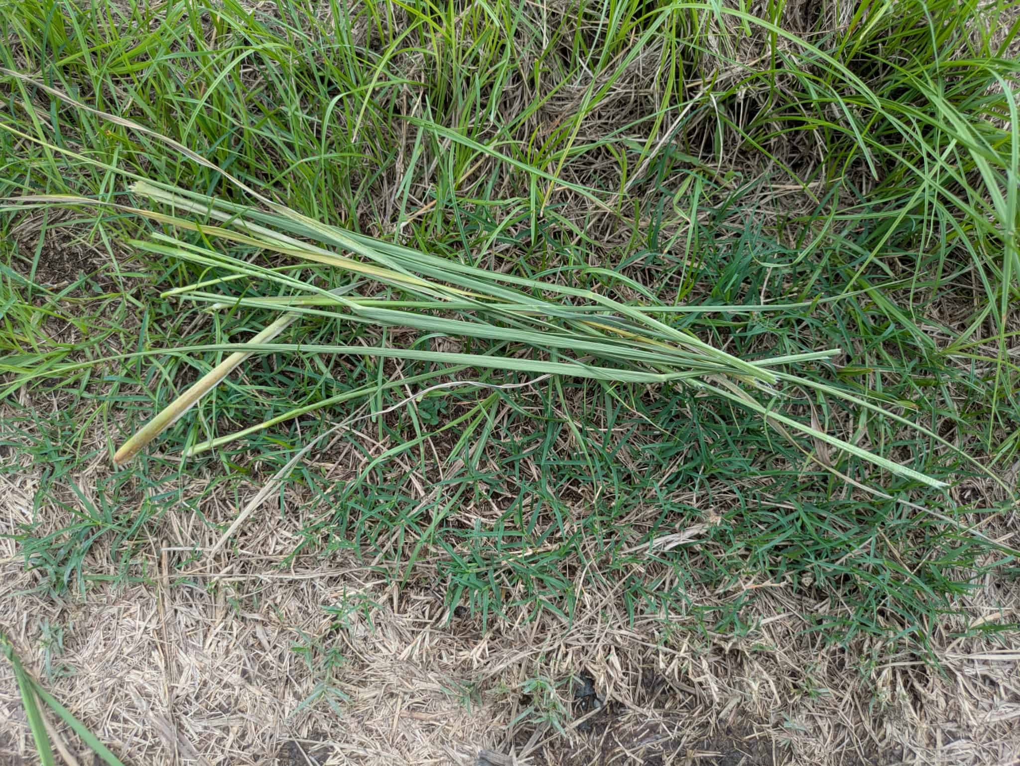 茎から葉を外している様子