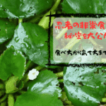 川で発見！忍者が愛した「菱（ヒシ）」の食べ方から育て方まで徹底解説