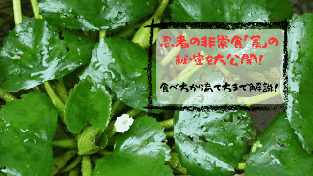 川で発見！忍者が愛した「菱（ヒシ）」の食べ方から育て方まで徹底解説