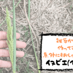 身近な雑草「イヌビエ」をリサイクル!おしゃれな自然素材の紐作り 身近な雑草「イヌビエ」をリサイクル!おしゃれな自然素材の紐作り