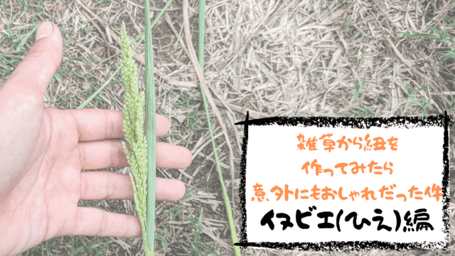 身近な雑草「イヌビエ」をリサイクル！おしゃれな自然素材の紐作り