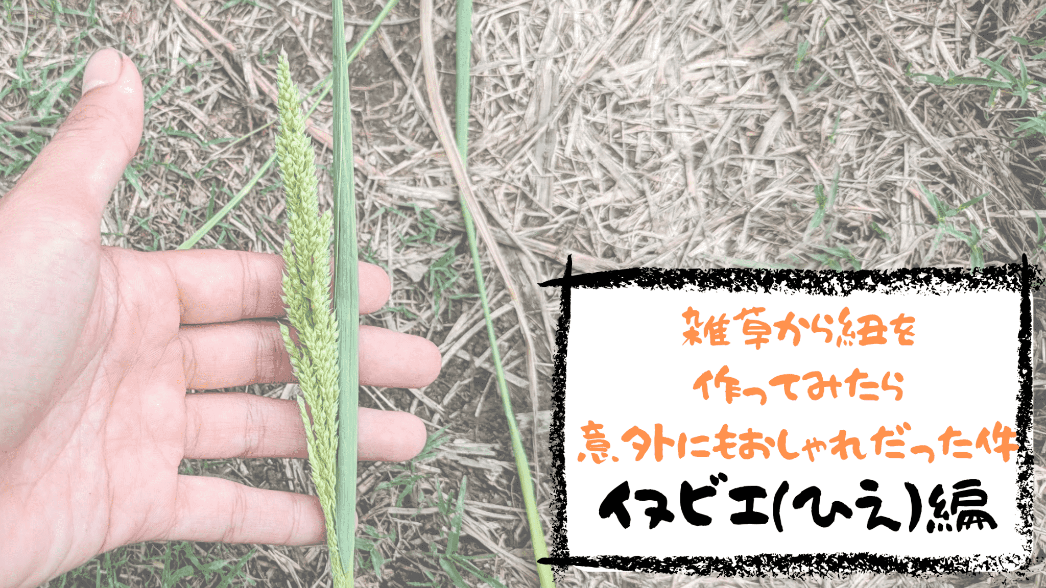 身近な雑草「イヌビエ」をリサイクル！おしゃれな自然素材の紐作り
