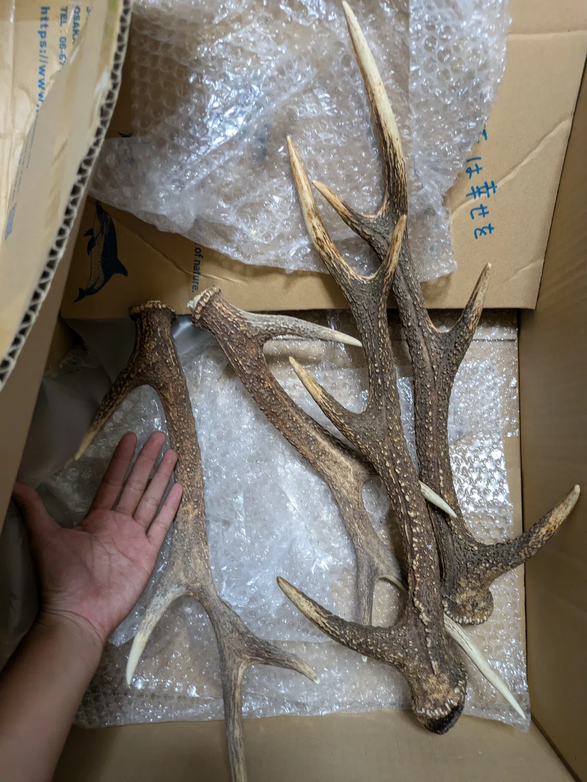 フォロワーさんから届いた鹿の角