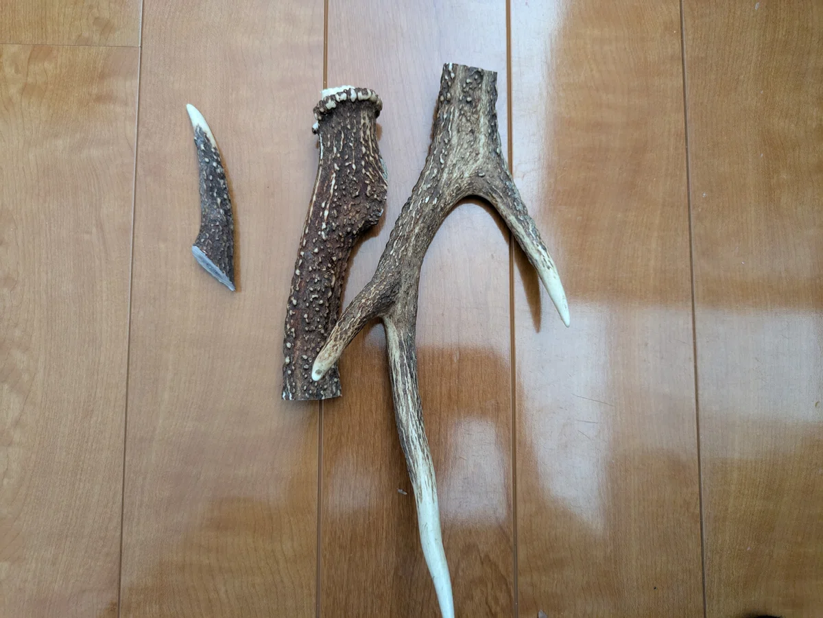 3等分された鹿の角