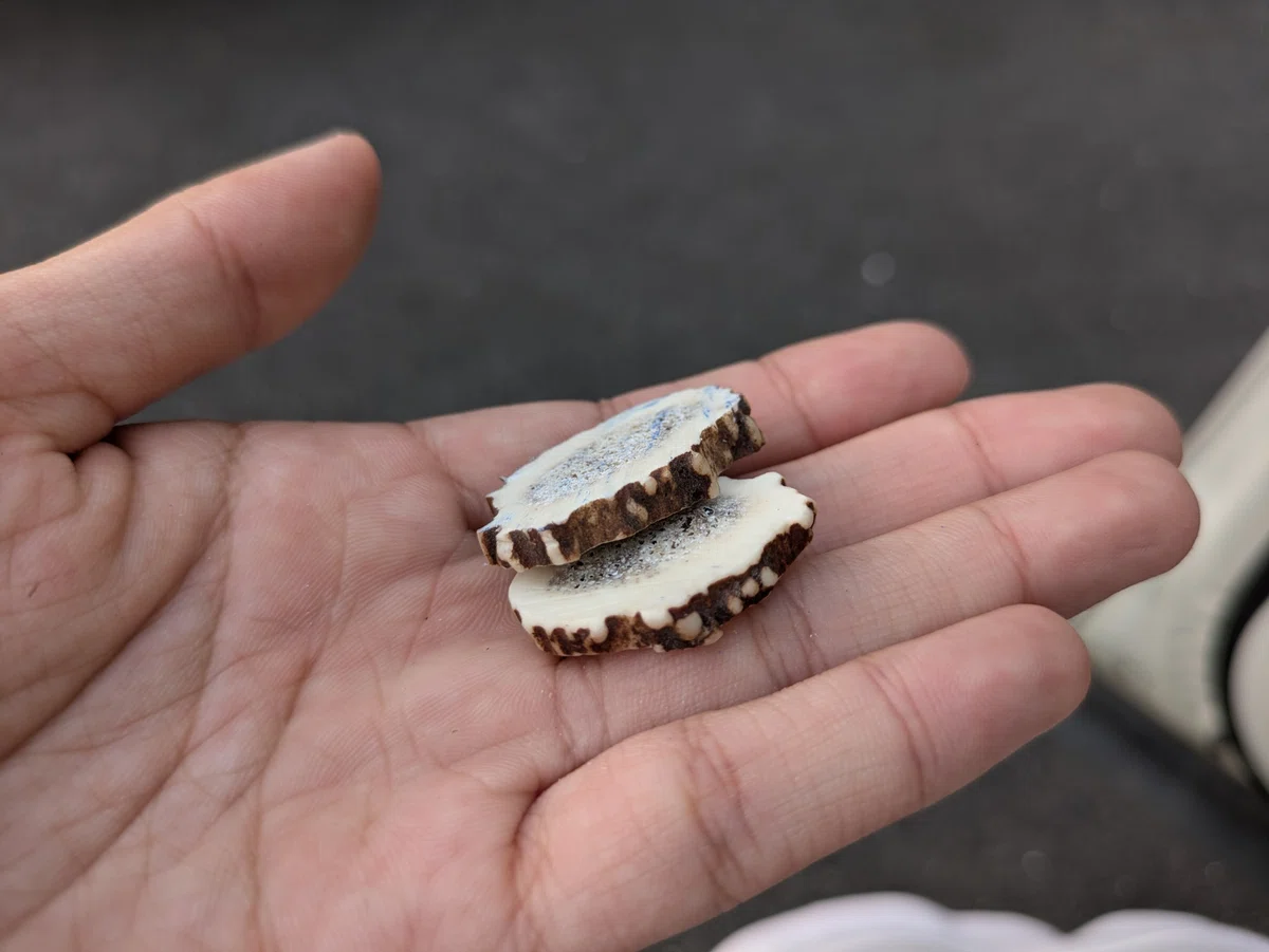 輪切りにした鹿の角