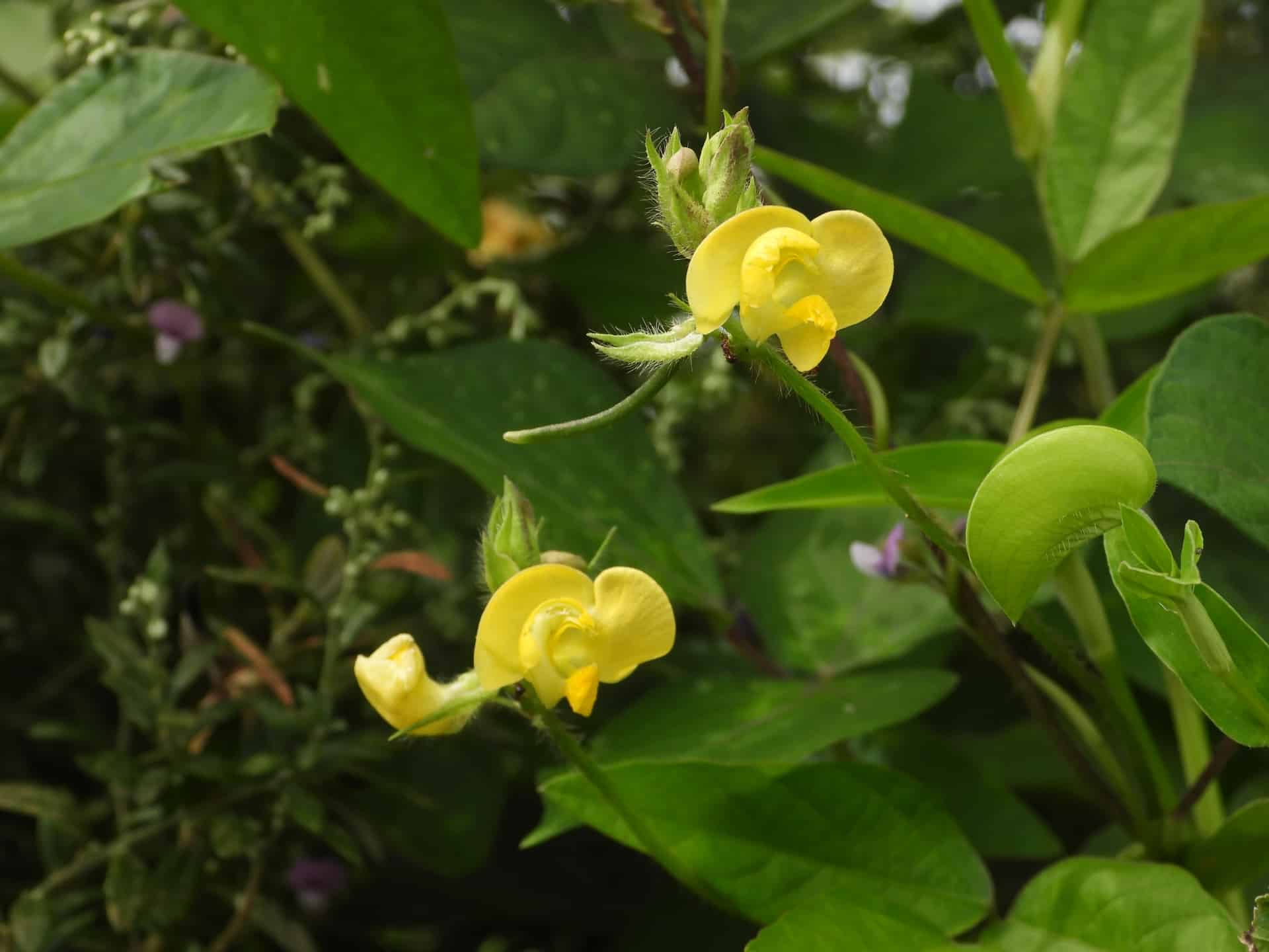 ヤブツルアズキの黄色い花