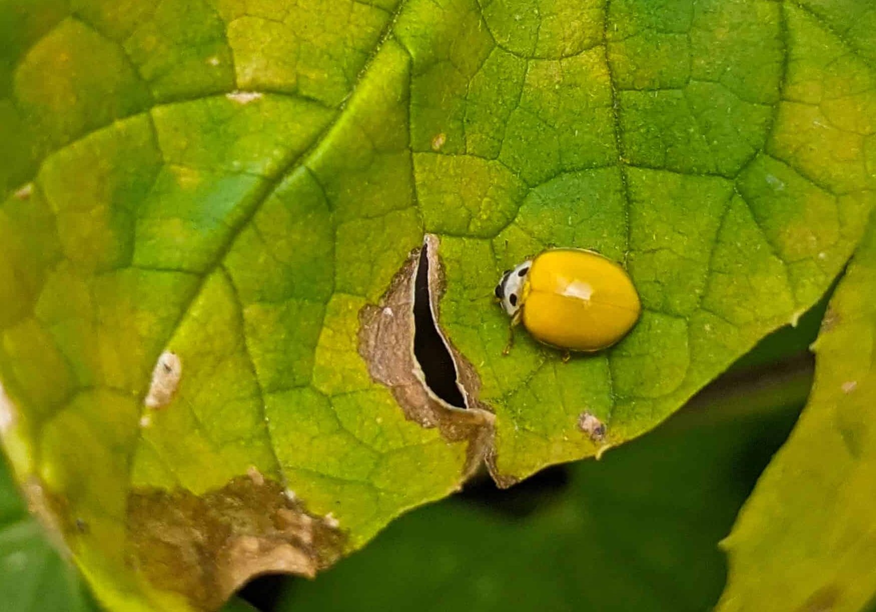 キイロテントウムシ