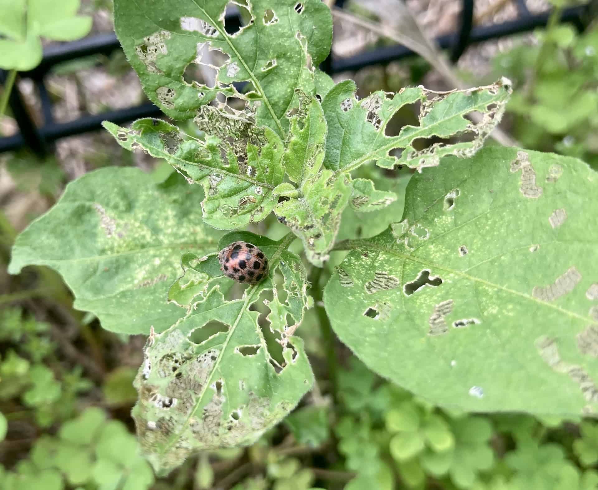 ニジュウヤホシテントウ