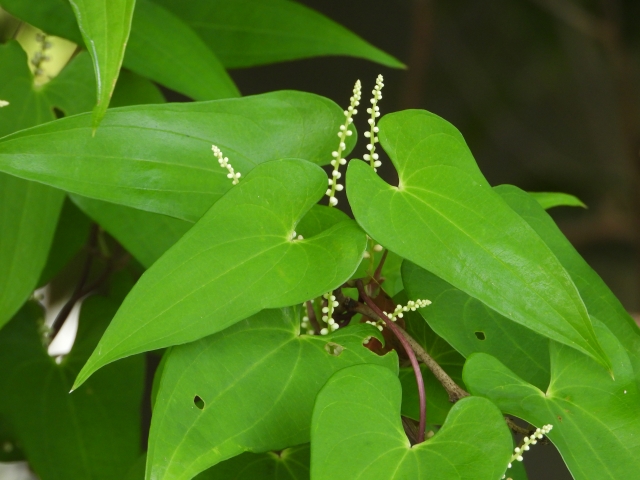 ヤマイモの白い小さな花