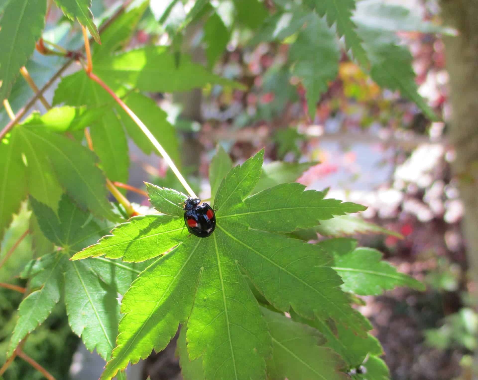 ナミテントウムシ