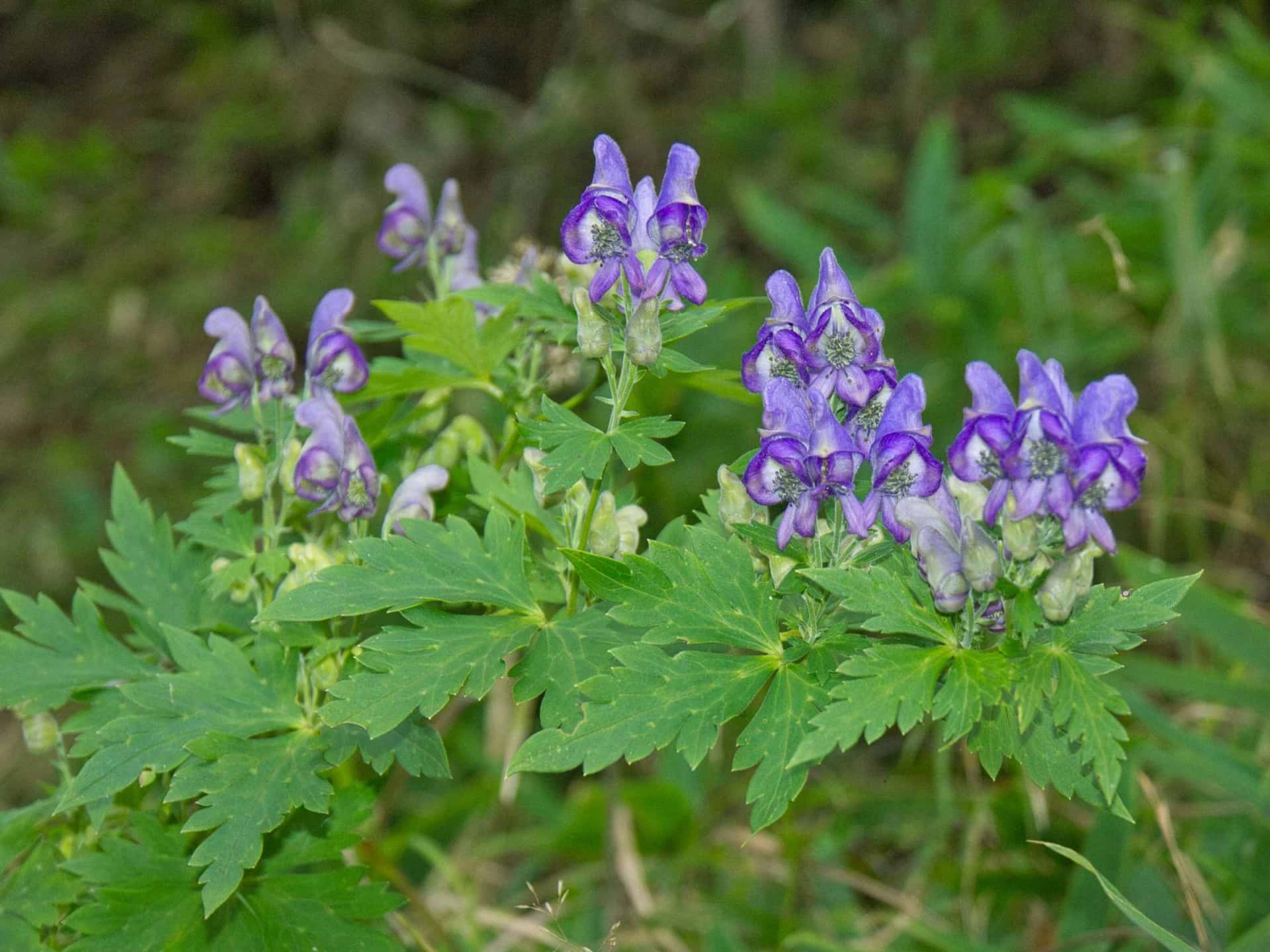 猛毒トリカブトの葉