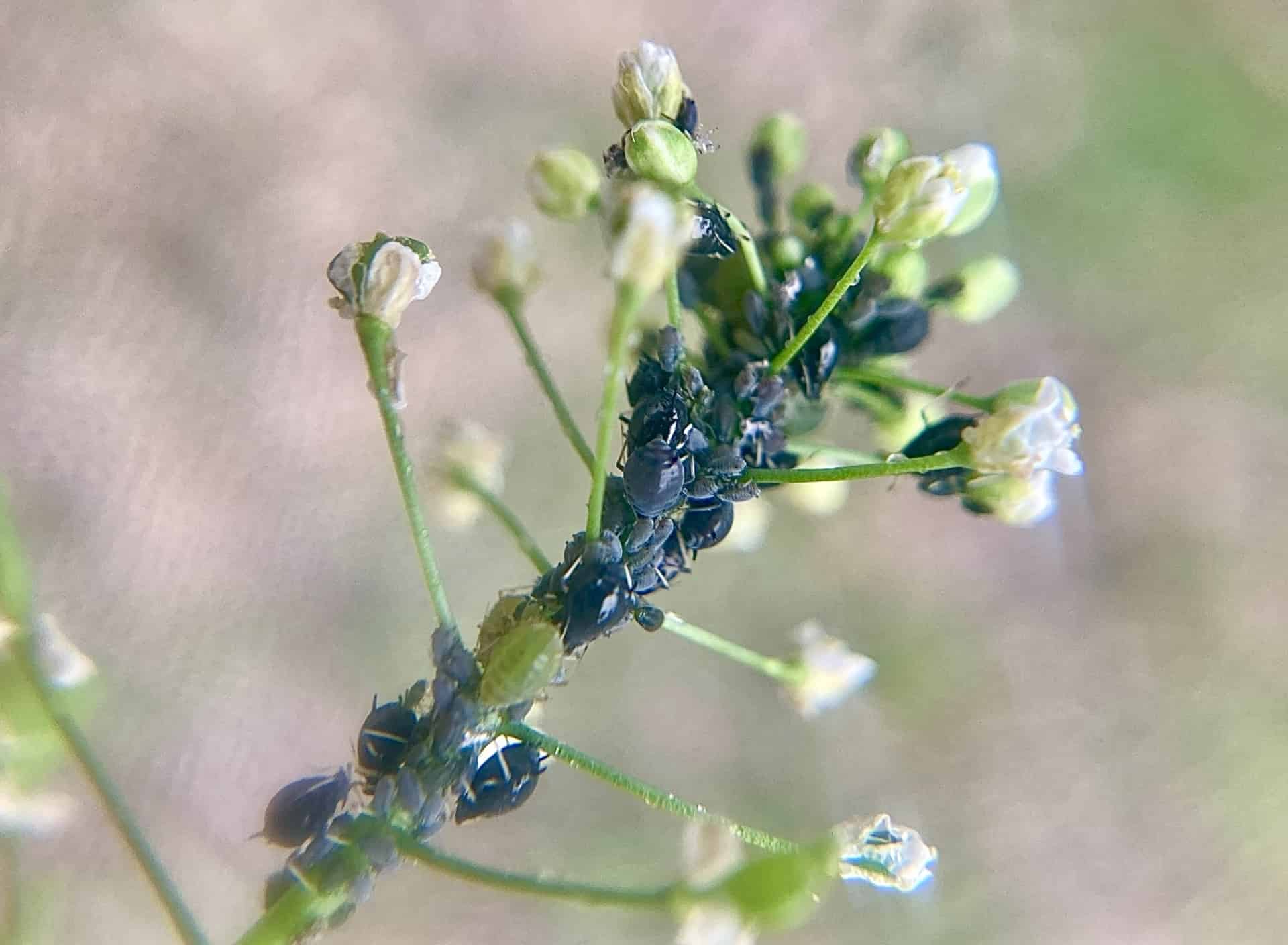 茎にびっしりついたアブラムシ