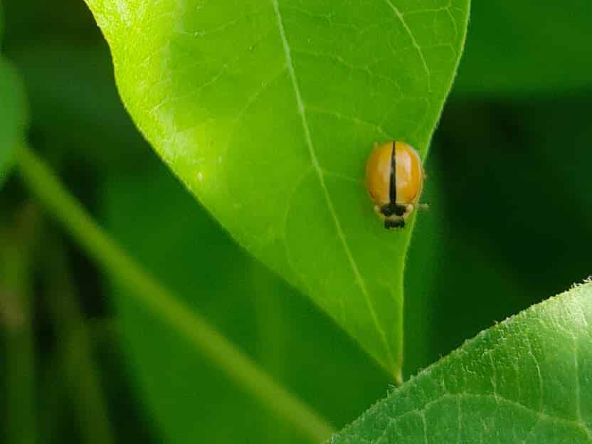 ヒメカメノコテントウ