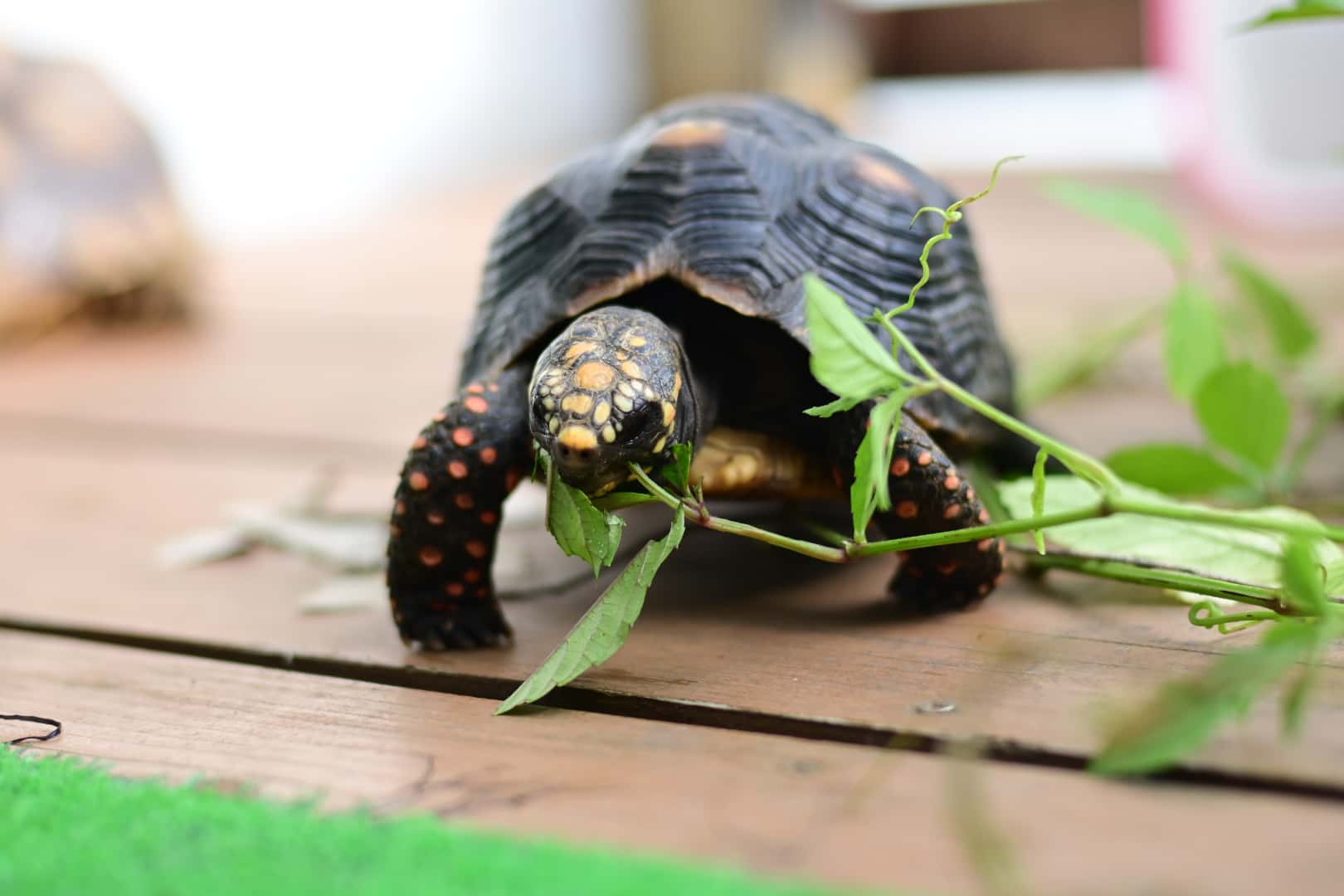 アカアシリクガメのすりきち