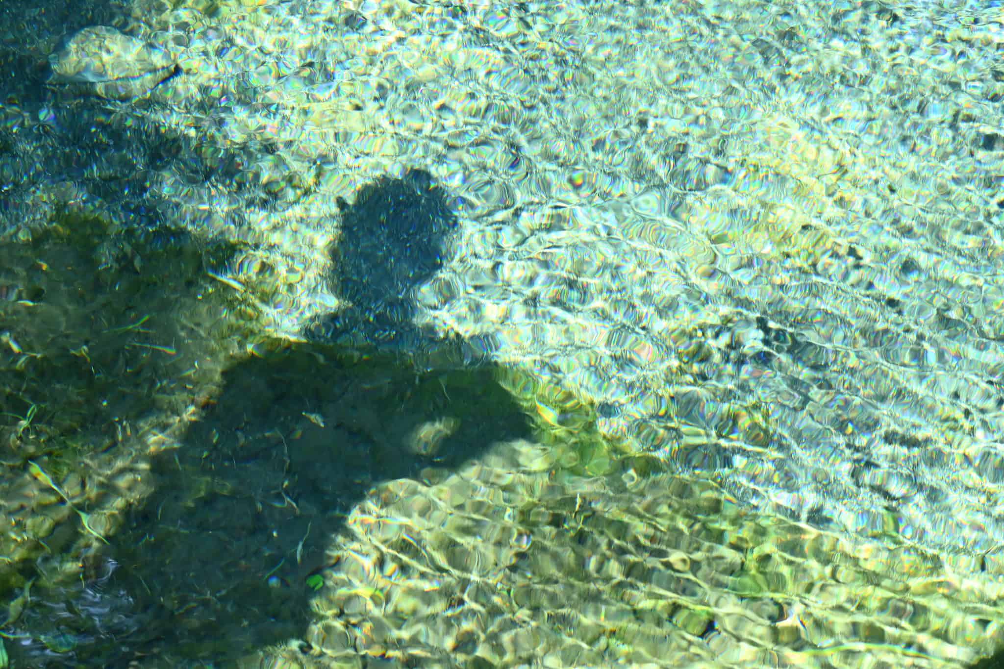 白川水源の透き通った水面