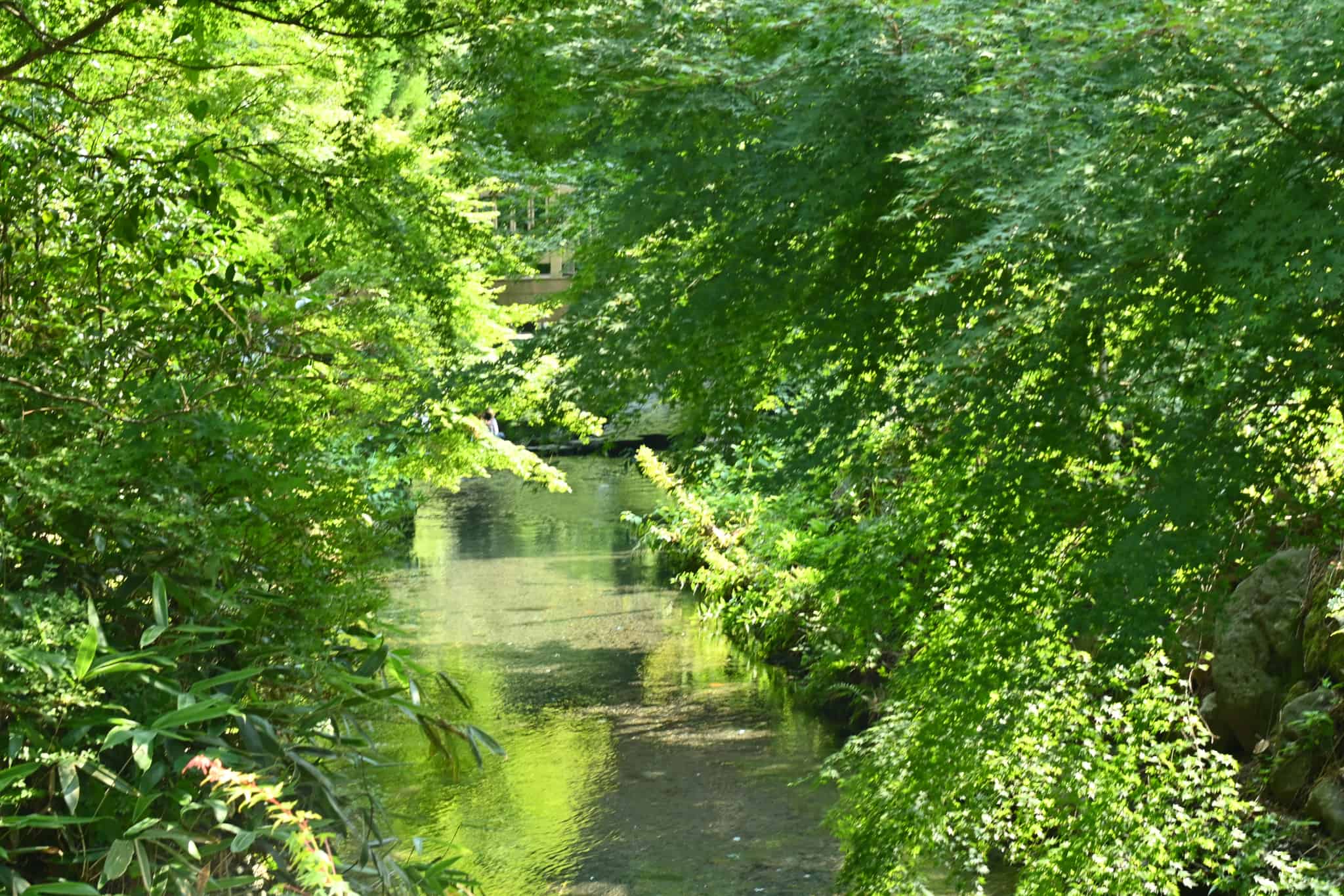 水源までの川沿いの道
