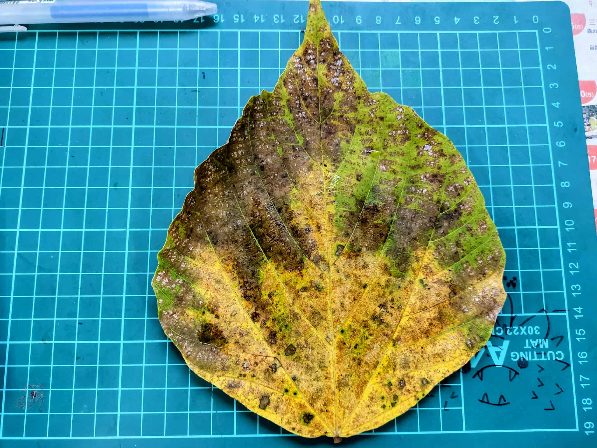 落ち葉や小枝などの材料