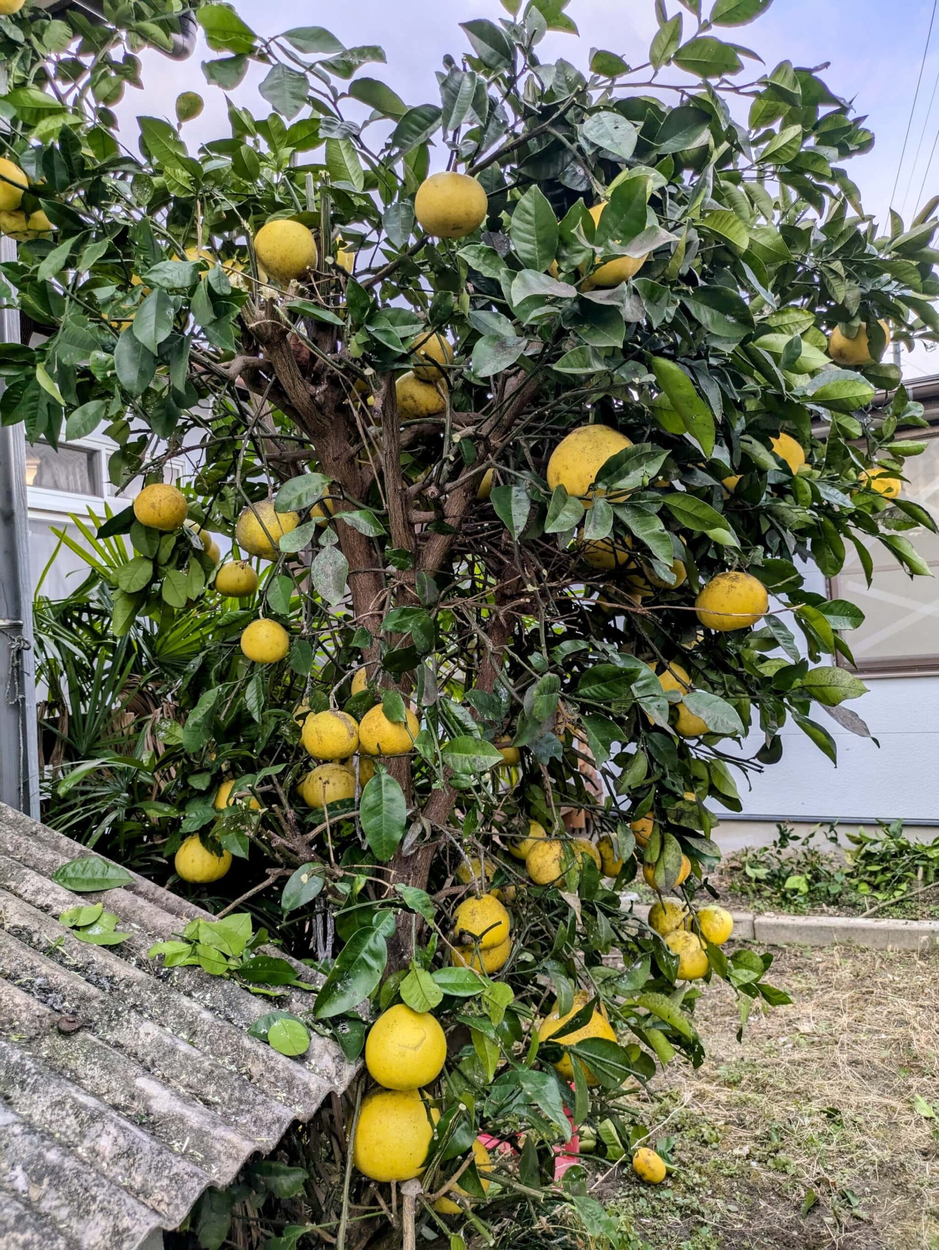 実家の木になっているパール柑
