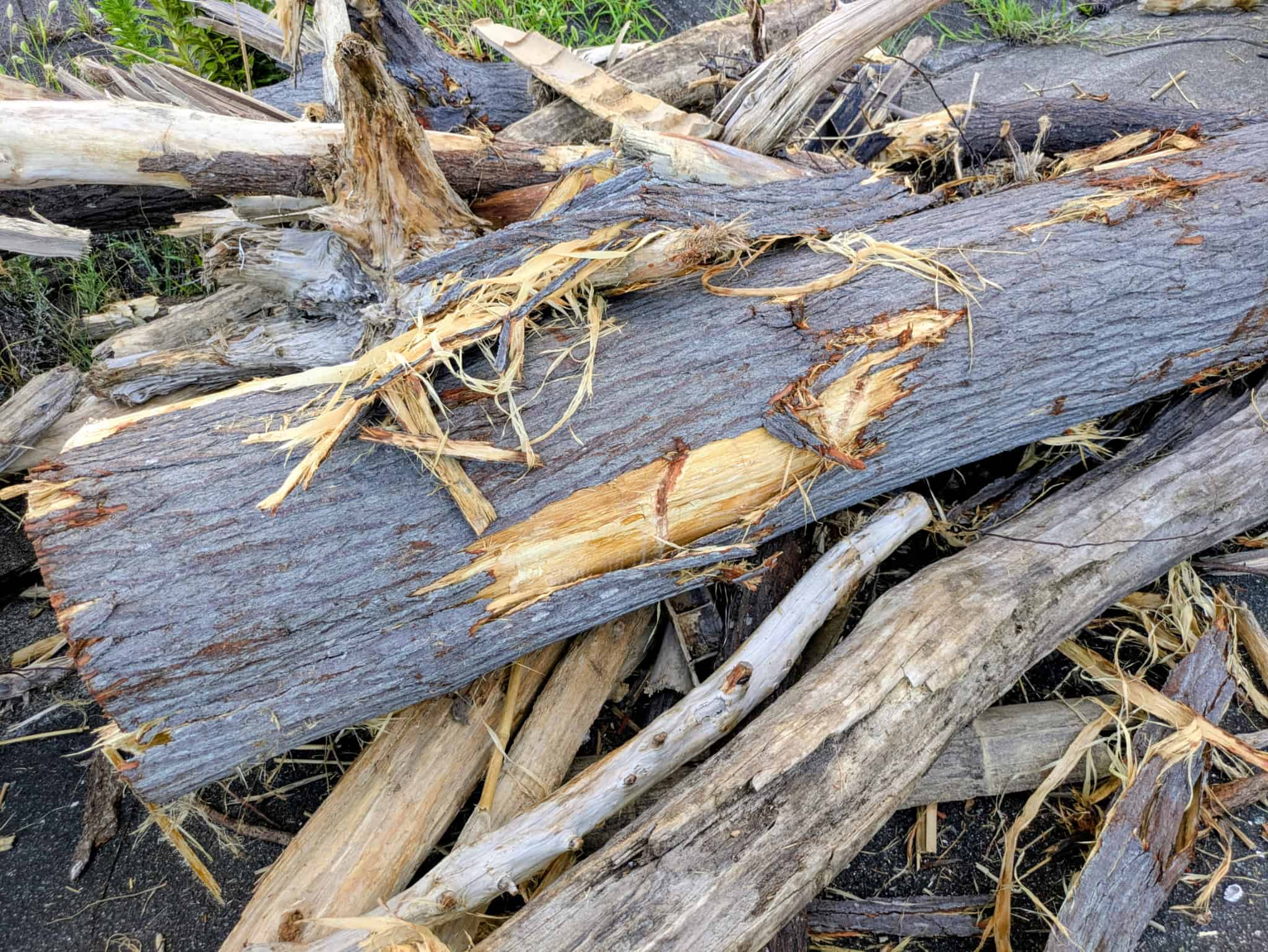 繊維がボロボロの流木