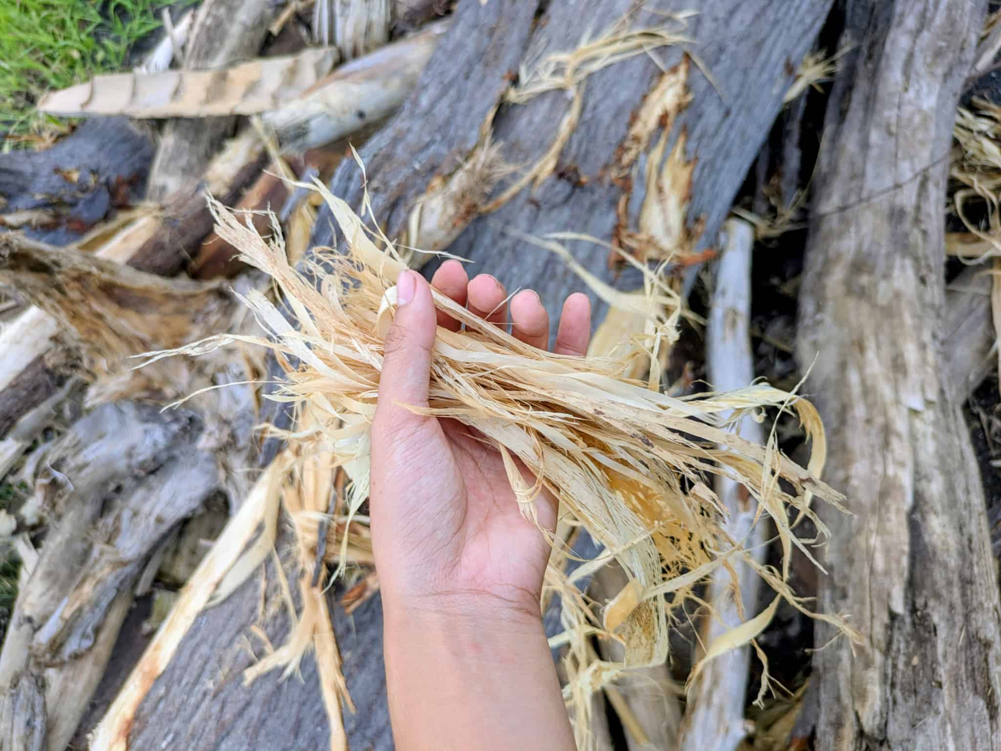 カサカサした樹皮のアップ