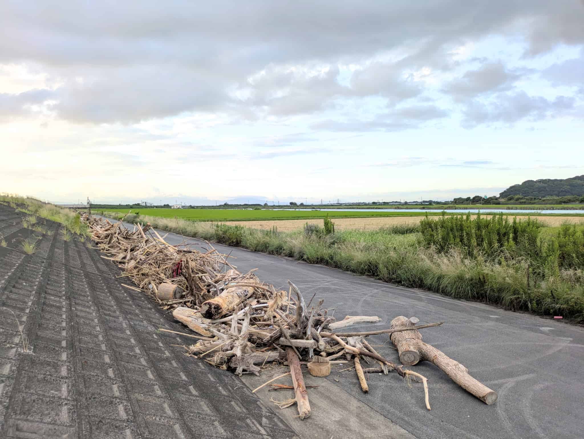 海岸の流木の山