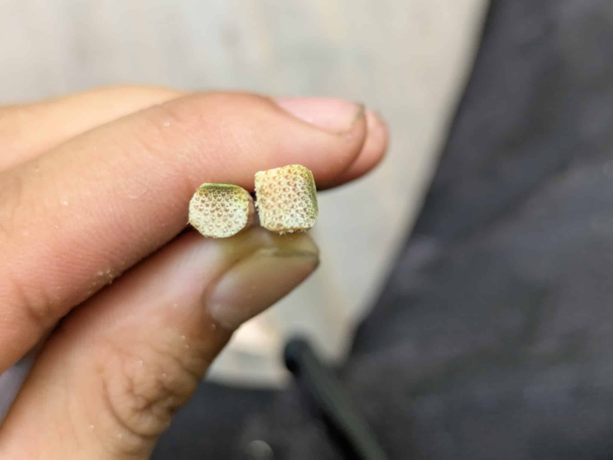 削る前と削った後の比較