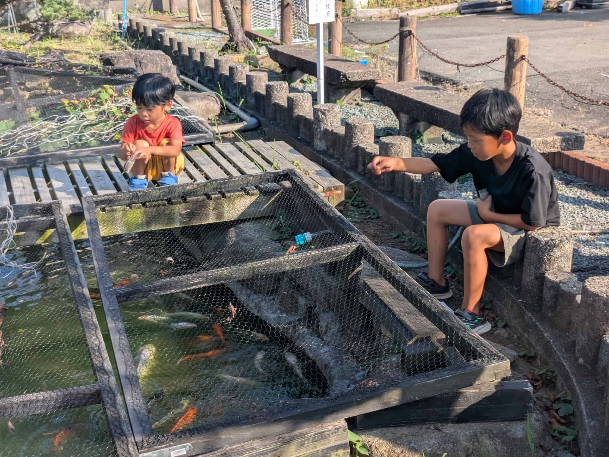 池の鯉に餌やり