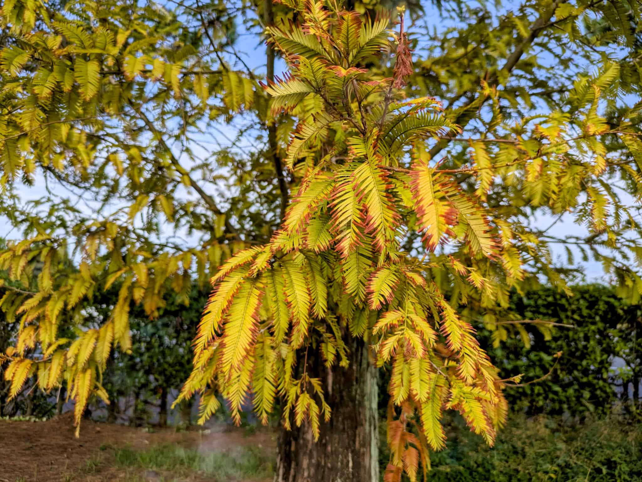 石炭の元になった植物、メタセコイアの化石