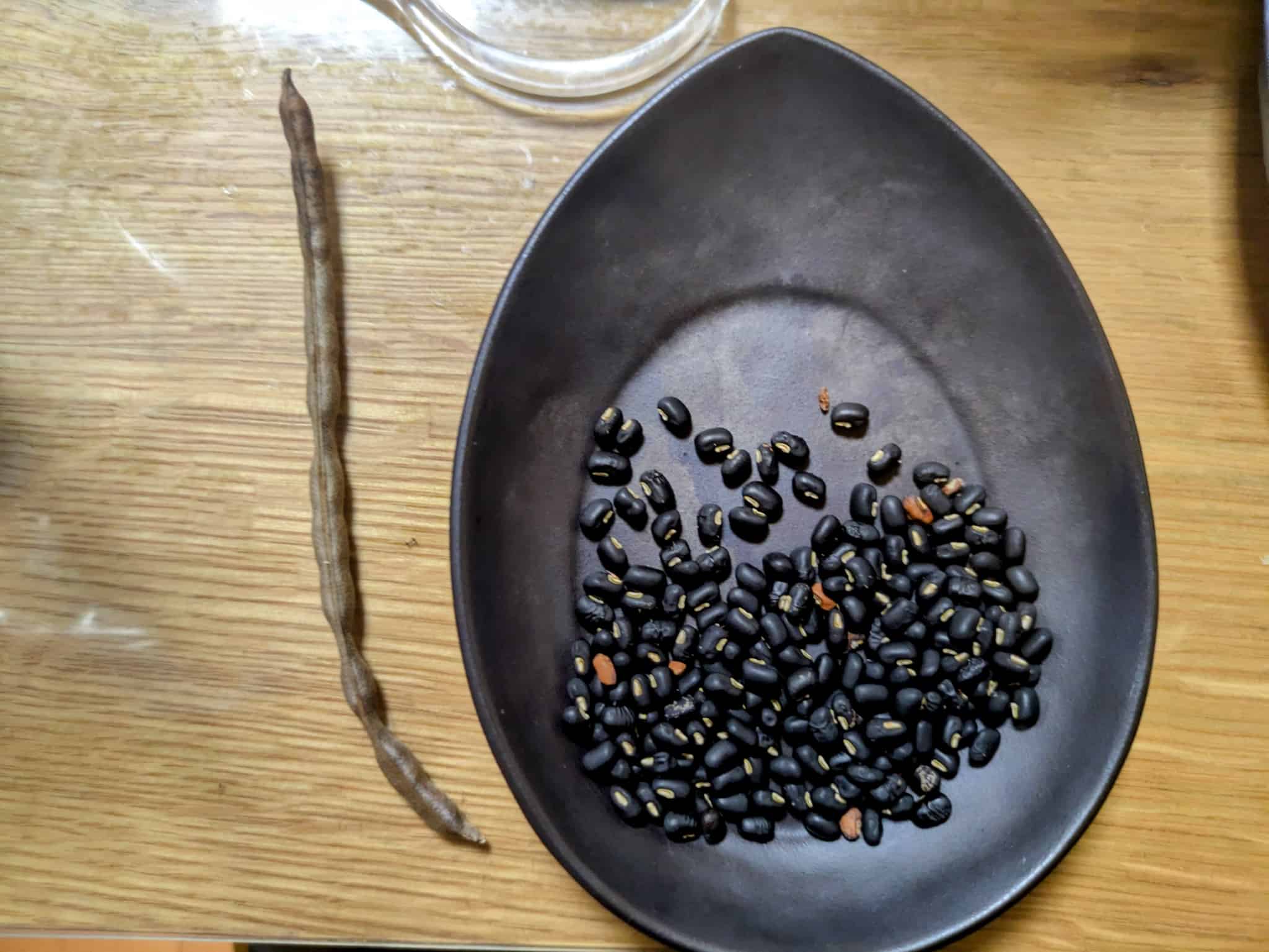 野生の小豆！？ヤブツルアズキを食べてみた（お茶・料理・あそび）